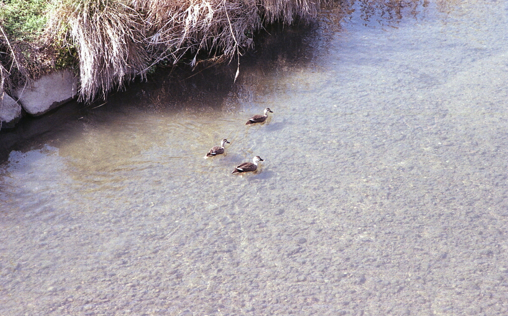何気ない川面の風景