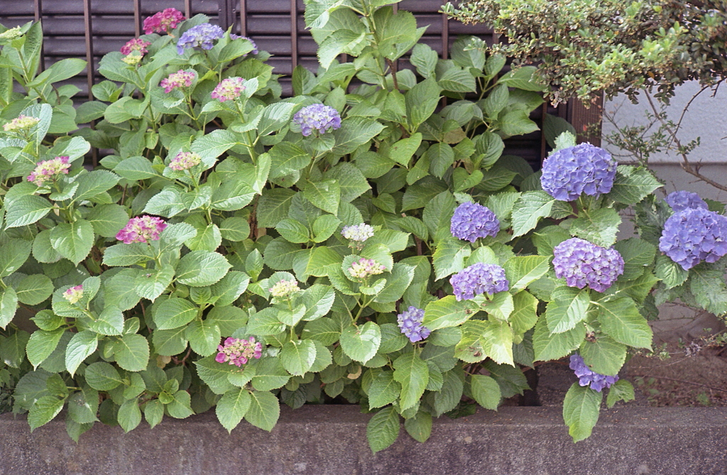 つゆの紫陽花