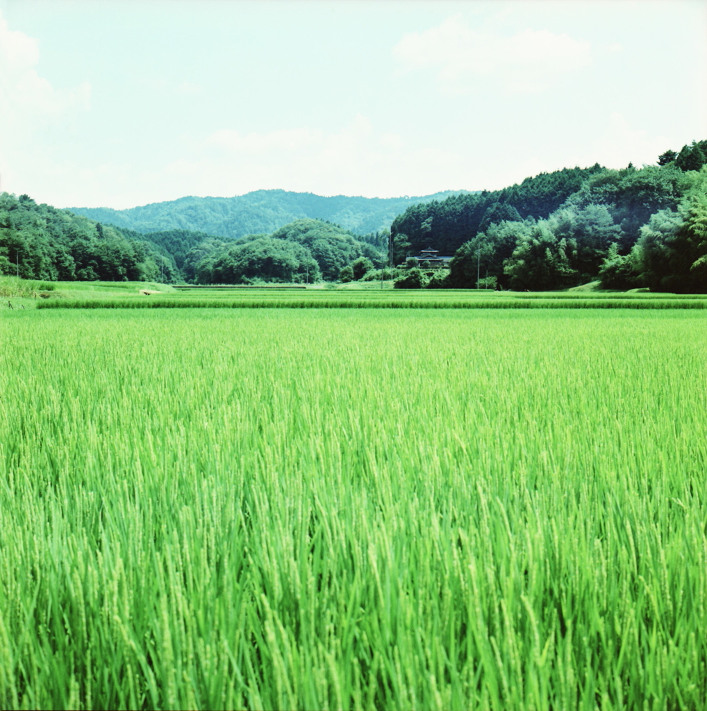 夏が来れば思い出す…