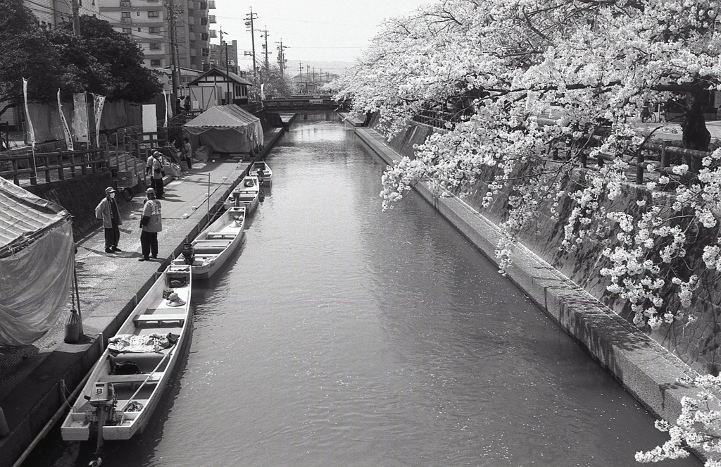 水門川の昼