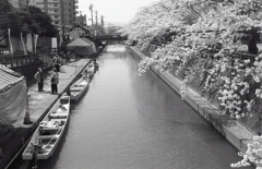水門川の昼