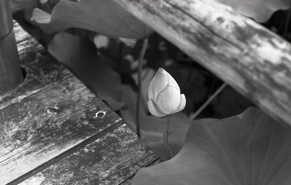 「桟橋脇の蕾」　～七月の潮見坂