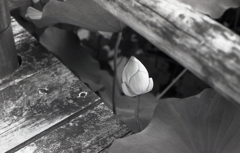 「桟橋脇の蕾」　～七月の潮見坂