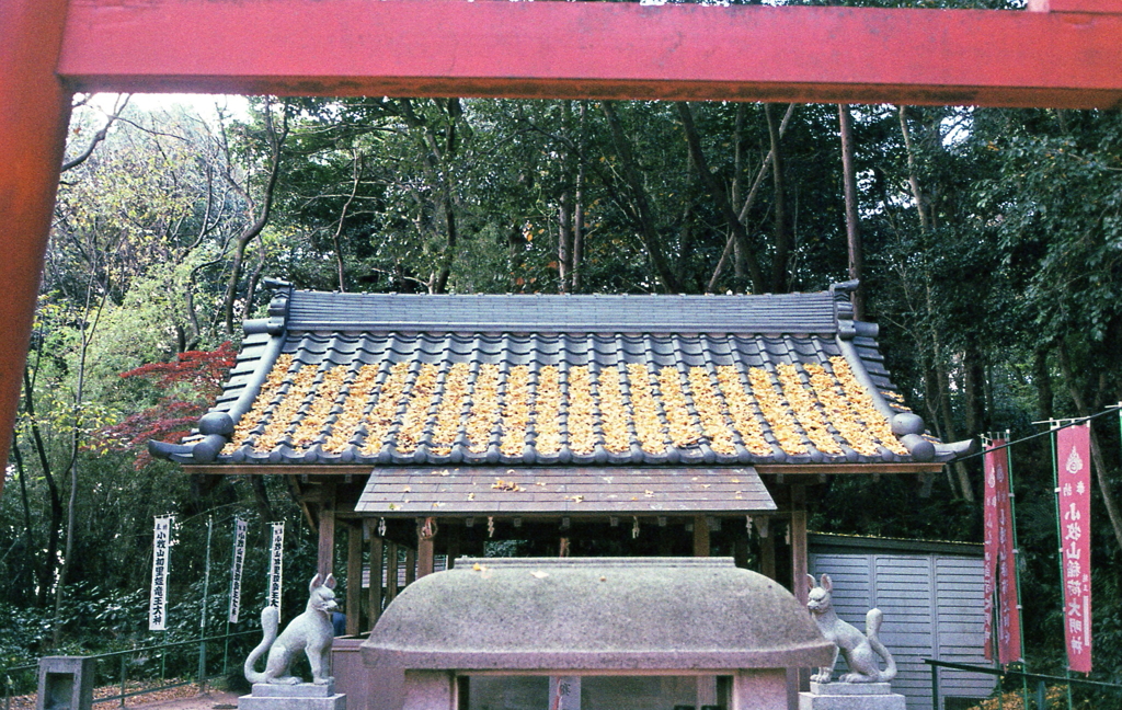 瓦には秋色がいっぱいだった。