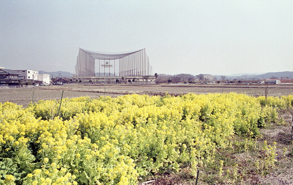 菜の花とゴルフネット