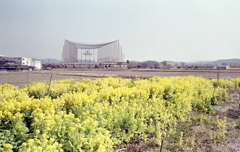 菜の花とゴルフネット