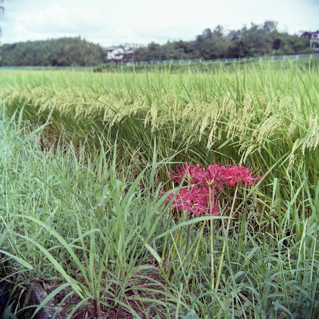 曼殊沙華 頭（こうべ）を垂れる稲穂かな