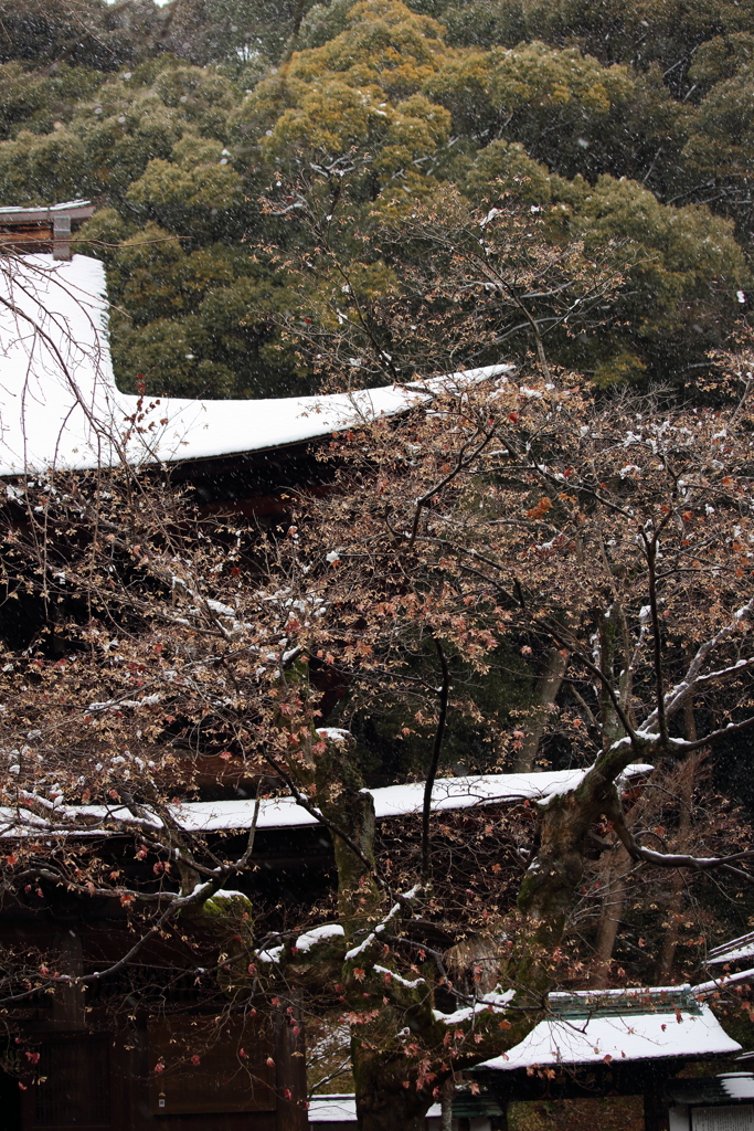雪舞う境内