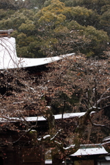 雪舞う境内 雪舞う境内