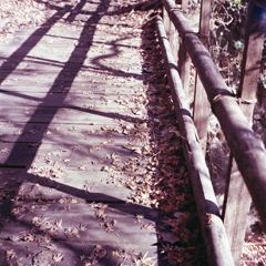 枯れ紅葉の木橋