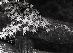 苔生す柵に青もみじ