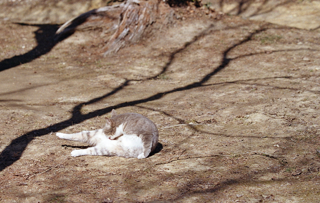 のびのびと毛づくろい