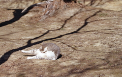 のびのびと毛づくろい