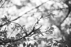 小雨にて葉桜になりにけり