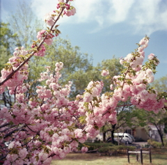 誰もが立ち止まる八重桜かな