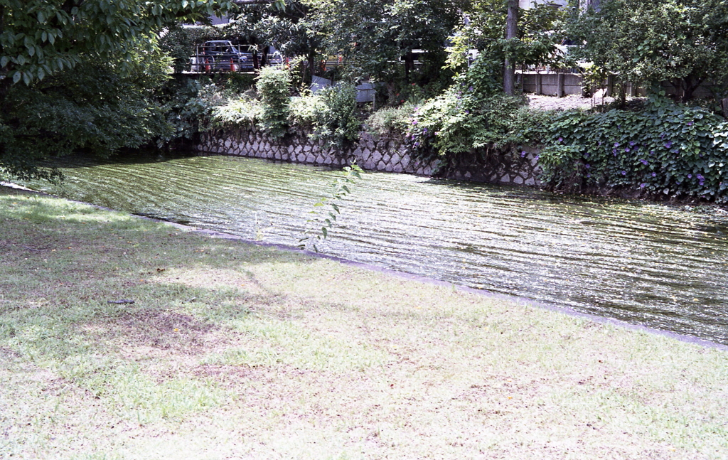 御用水の水中植物と丘のアサガオ