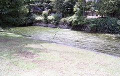 御用水の水中植物と丘のアサガオ