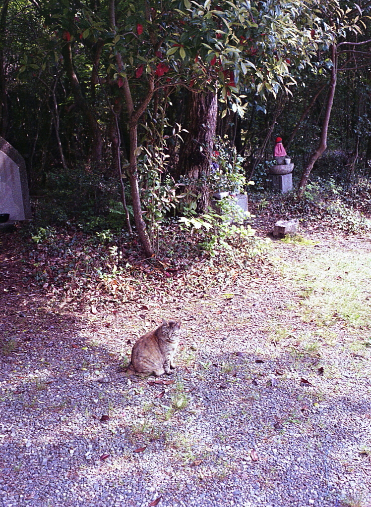 野良猫たちのの居留地
