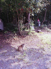 野良猫たちのの居留地