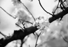 モノクロームな王子の桜 by Canon A-1Ⅳ