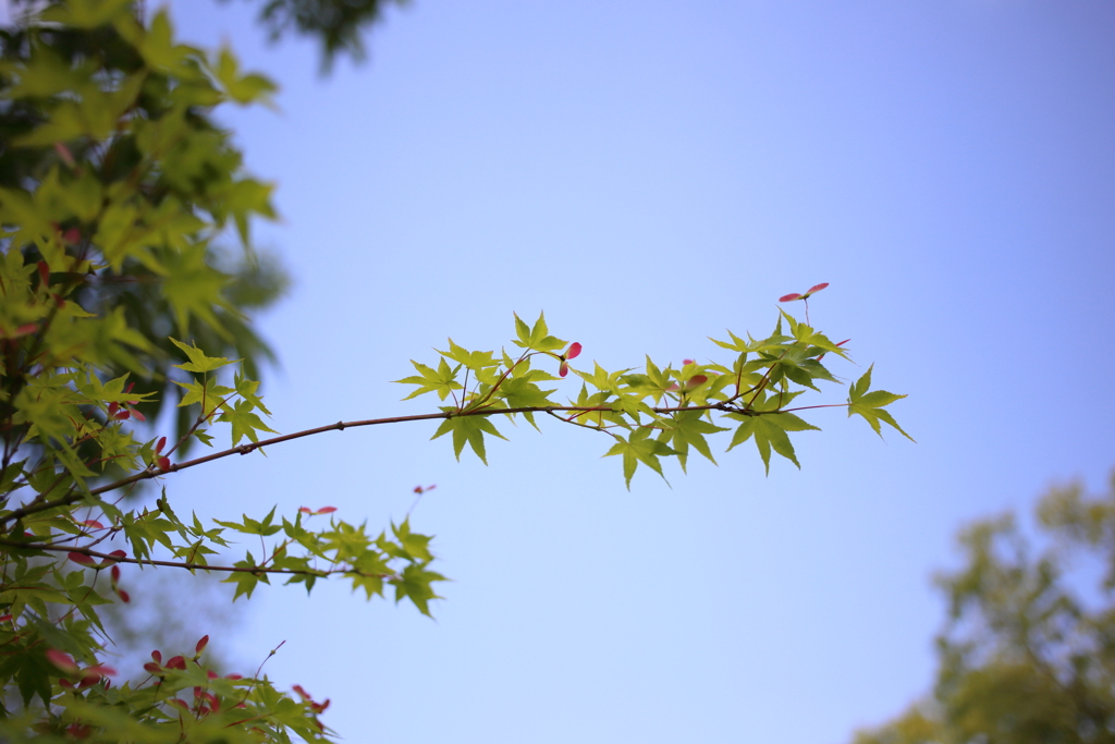 紅葉の花が咲いていた。　～春日井市都市緑化植物園