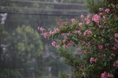 Silky rain