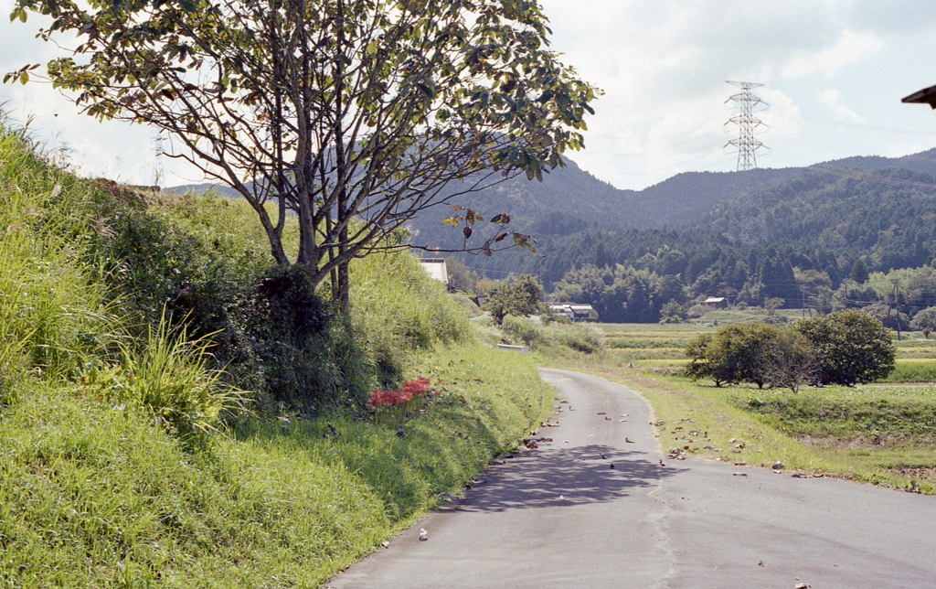 木陰の曼殊沙華