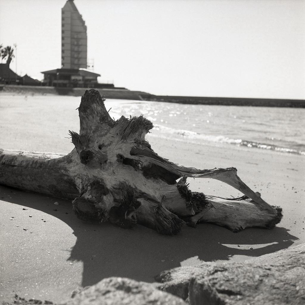 浜の流木