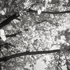 Monochrome Metasequoia by RICOHFLEX