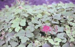 紅一点に生きる