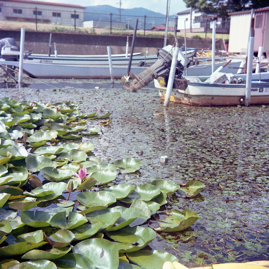 赤い睡蓮の花