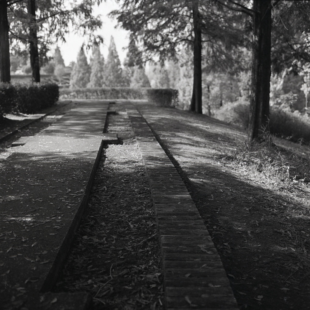 木漏れ日のモノクロ