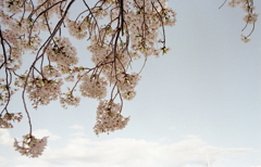 青空に桜咲く　～マリ散歩の写真日記