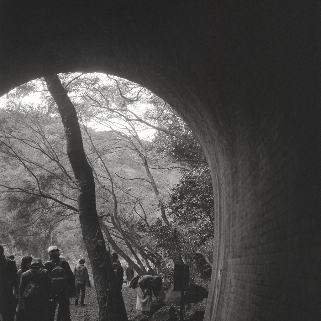 トンネルを塞ぐ一本の樹木