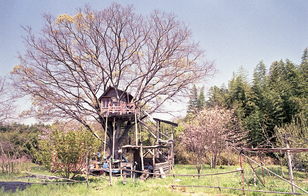 ツリーハウスの春景色