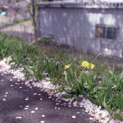 この花は私です。 この花は私です。