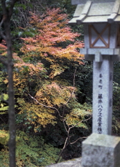 参道から残り紅葉の風景