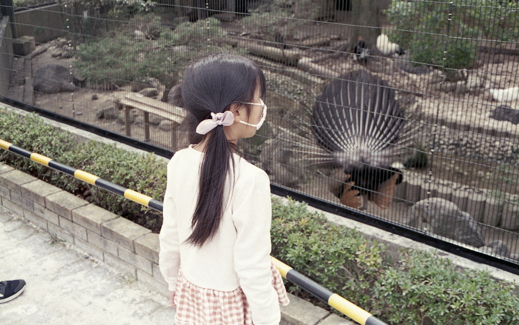 クジャクのいる鳥園