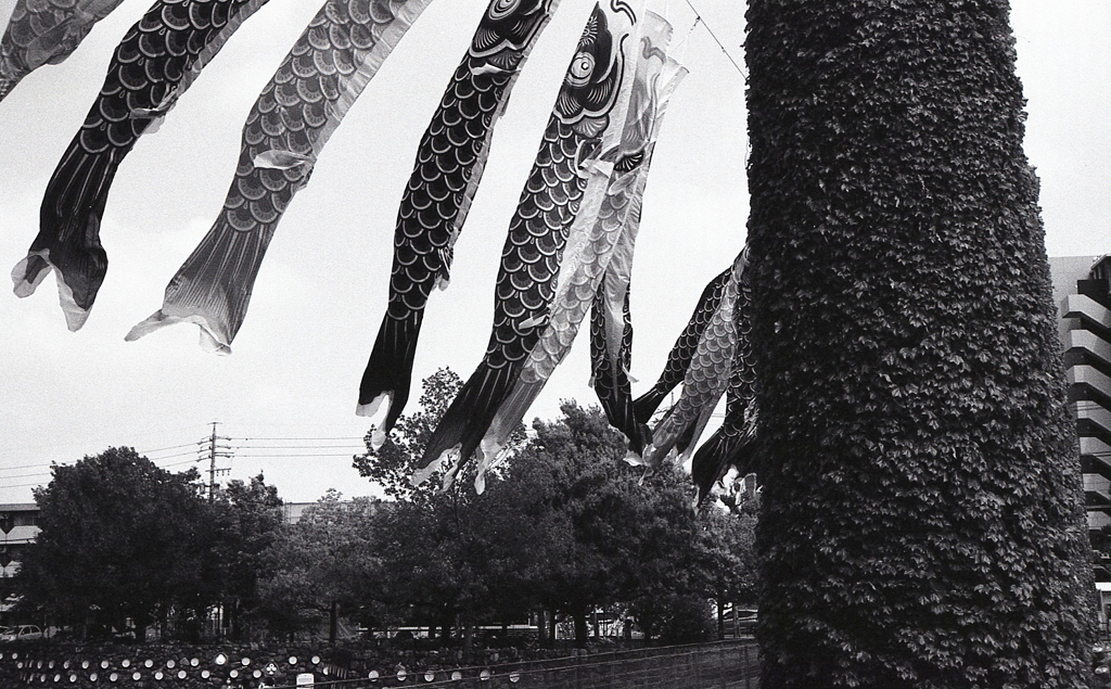 モノクロの鯉のぼりも泳ぐんだぜぇ。（笑