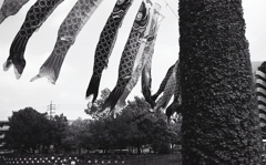 モノクロの鯉のぼりも泳ぐんだぜぇ。（笑