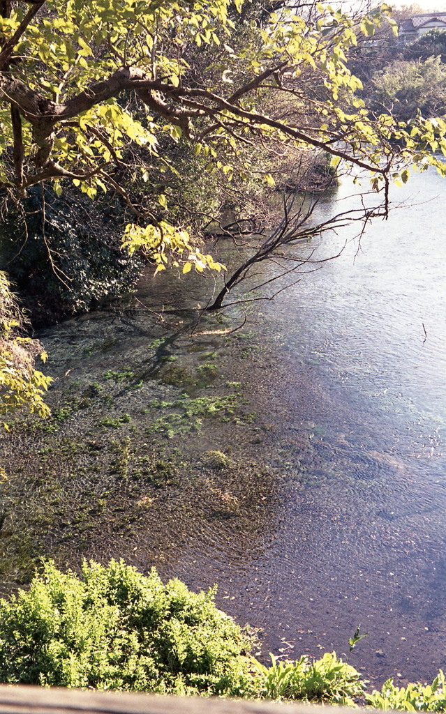 柿田川風景