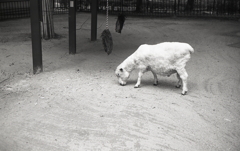 メリーさんの羊