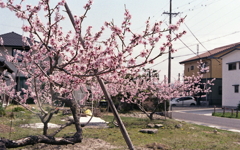 ご近所の桃花が咲いた。