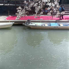 桜流れる川面のアングル