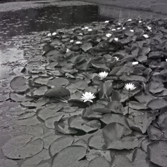 雨に打たれて咲く睡蓮