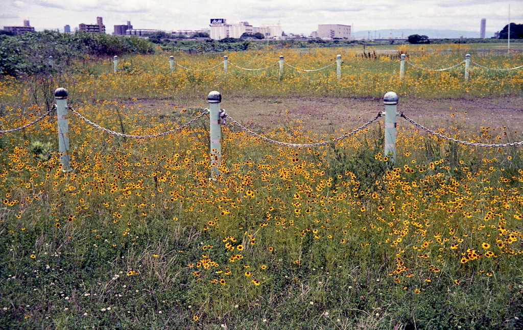 花の中のポール