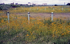 花の中のポール