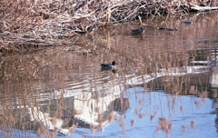 あたたかなマリ散歩でした。