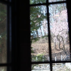 窓辺に…桜咲く頃