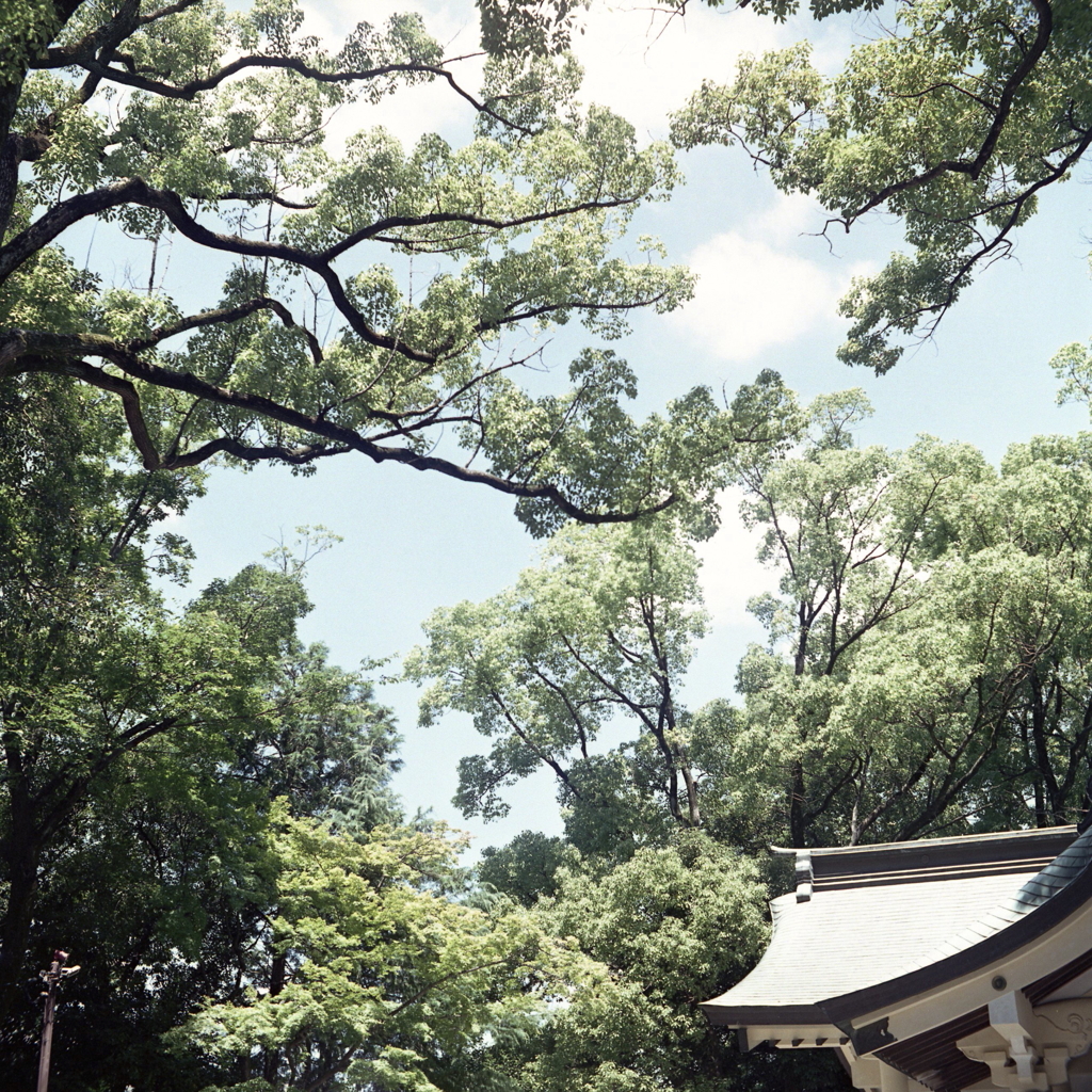 青空と緑のアングル